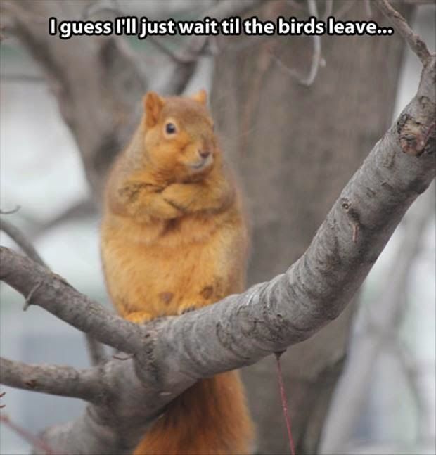 best 25 squirrel memes ideas only on pinterest funny pun names 909eaf79dede12ccb3fad2d2290159dc fox squirrel squirrels best 25 squirrel memes ideas only on pinterest funny pun names,Funny Squirrel Memes