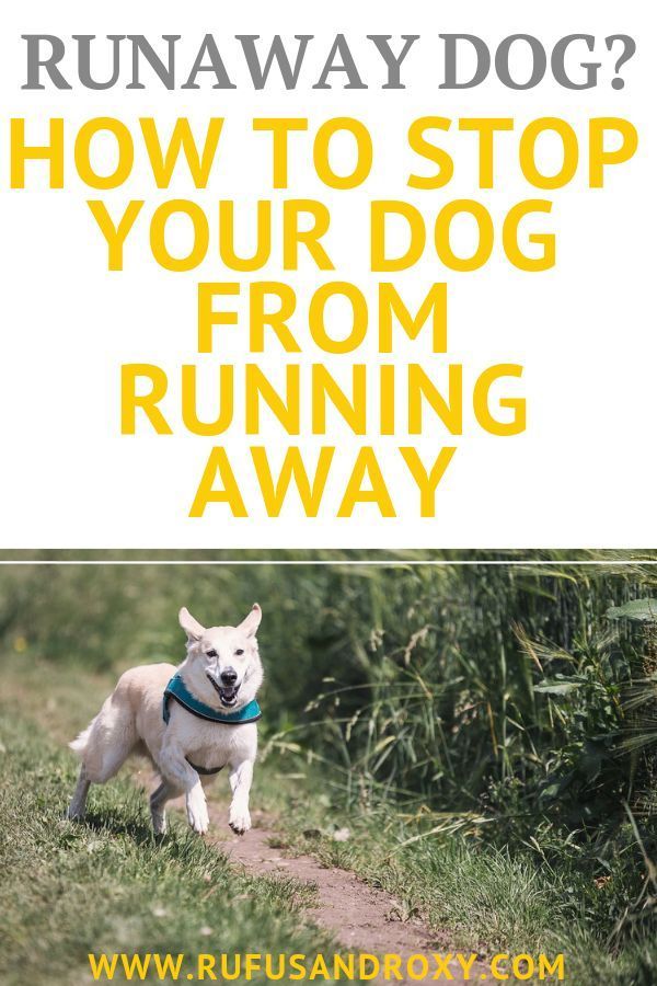 7 Top Secret Tips To Training Your Dog To Come When Called