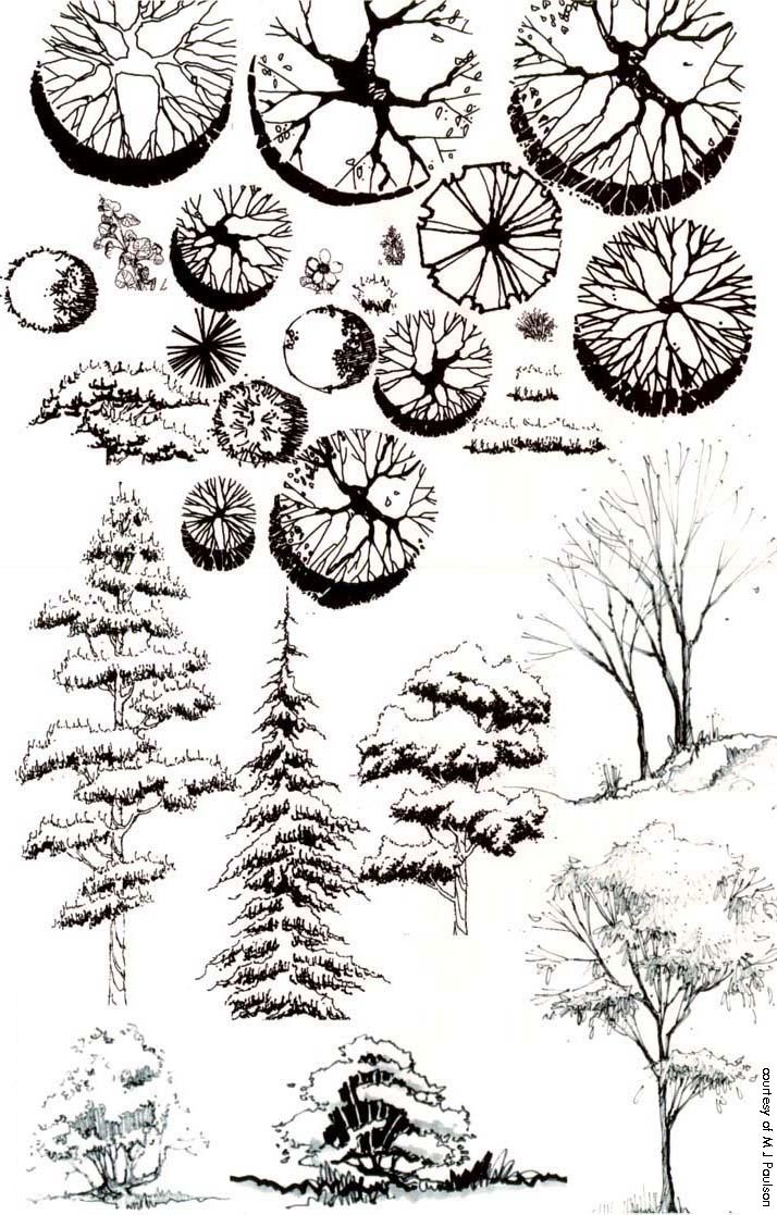 Landscape Architecture Plan Trees 89 best sketching plants images on pinterest | landscaping Landscape Architecture Plan Trees 89 best sketching plants images on pinterest | landscaping