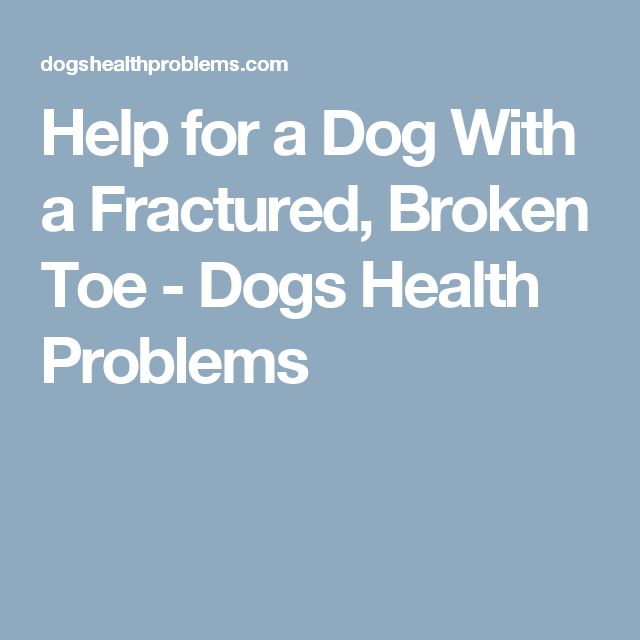 Home Remedies For Dog Broken Toe Home Remedies For Dog Broken Toe