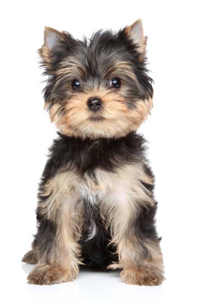 Photo Yorkshire Terrier Yorkshire Terrier Puppies Yorkshire Terrier Grooming Yorkshire Terrier Haircut Photo Yorkshire Terrier Yorkshire Terrier Puppies Yorkshire Terrier Grooming Yorkshire Terrier Haircut