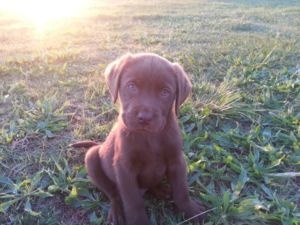 Gumtree Dogs For Sale Kzn Gumtree Dogs For Sale Kzn