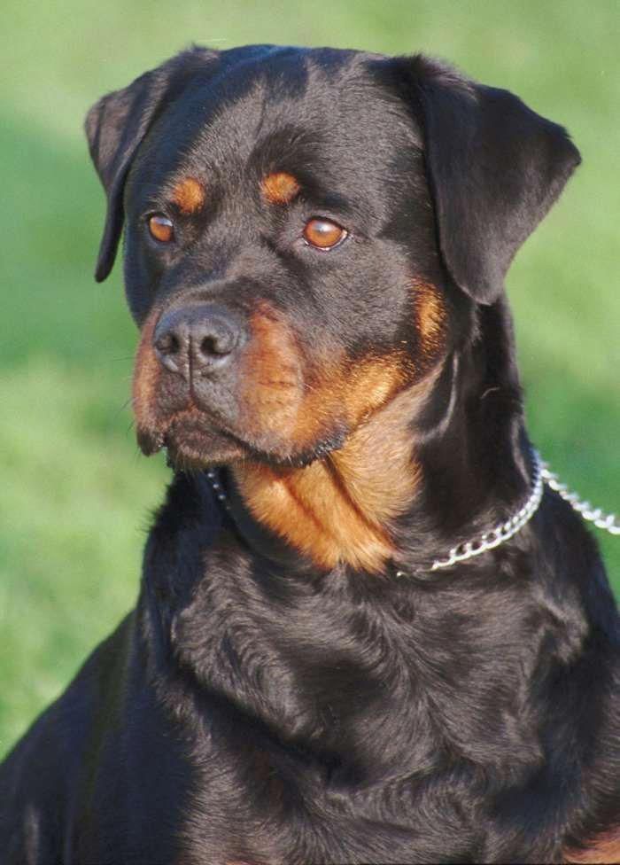 Rottweiler Dog Photo Once Again Dog Breeds In The Crosshairs