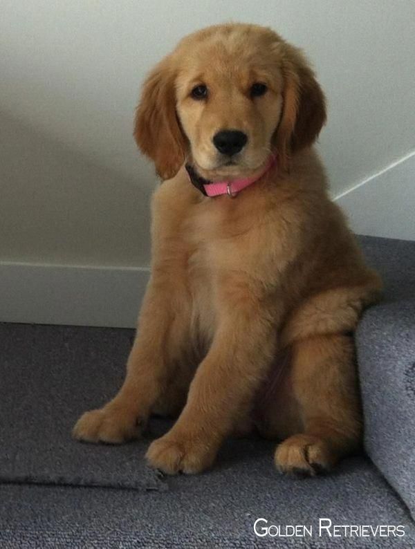 Golden Retriever Training Goldenretrieverlife Goldenretriever