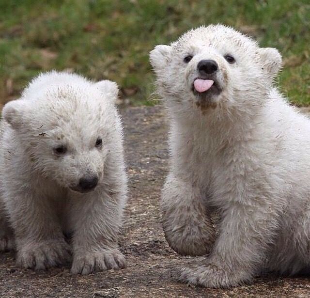 23 funny animal pics for your wednesday i love bear pinterest