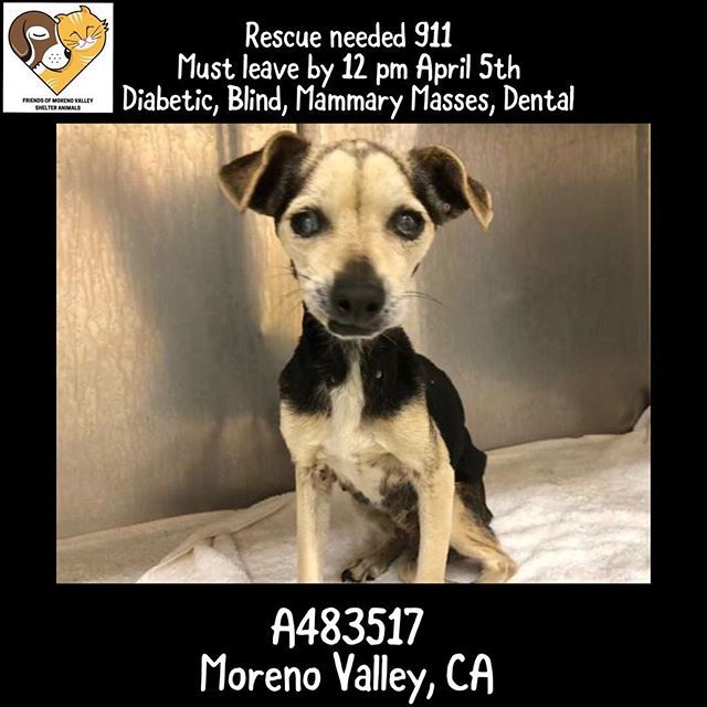 Pin By Friends Of Moreno Valley Shelter Animals On Urgent Animals