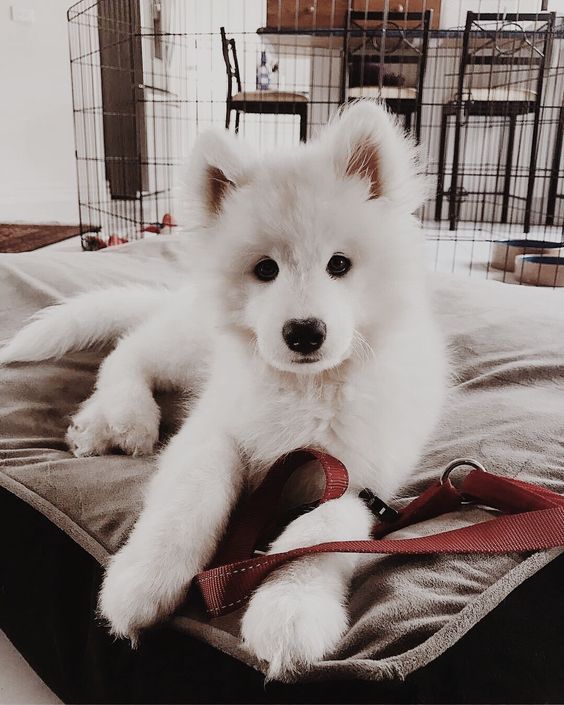 || Pinterest: Estelle Jlcr || - Hund Fotos - #Estelle #fotos #Hund #Jlcr #Pinter...