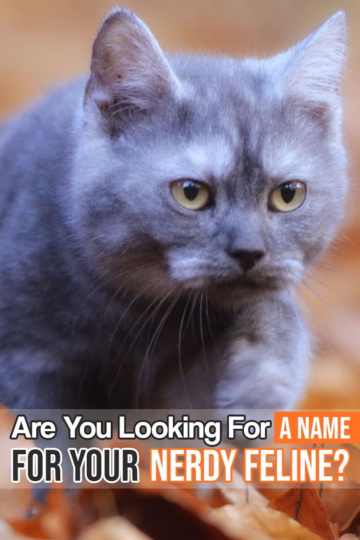 248 nerdy cat names