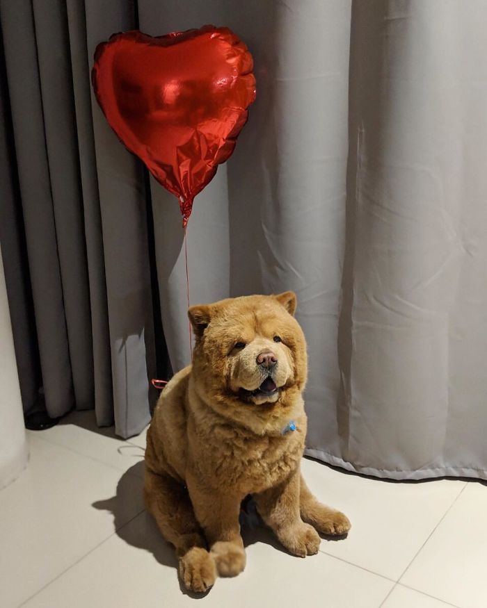 Meet Chowder The Chow Chow That Looks Like A Giant Teddy Bear 30