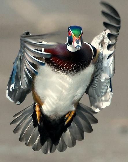 1319 best wings images on pinterest beautiful birds 1319 best wings images on pinterest beautiful birds