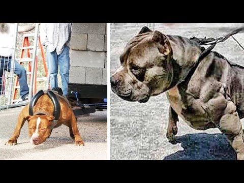 The Strongest Dog Breeds In The World Youtube Dog Breeds Dogs