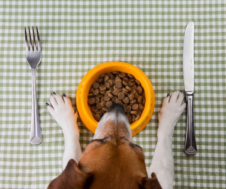 How To Make Dog Food For Older Dogs