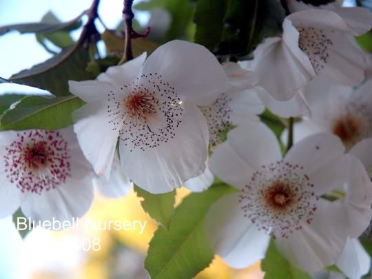 28 Best Plant Identification 5 Images On Pinterest Find This Pin And More On Plant Identification 5 By Davehodgkins