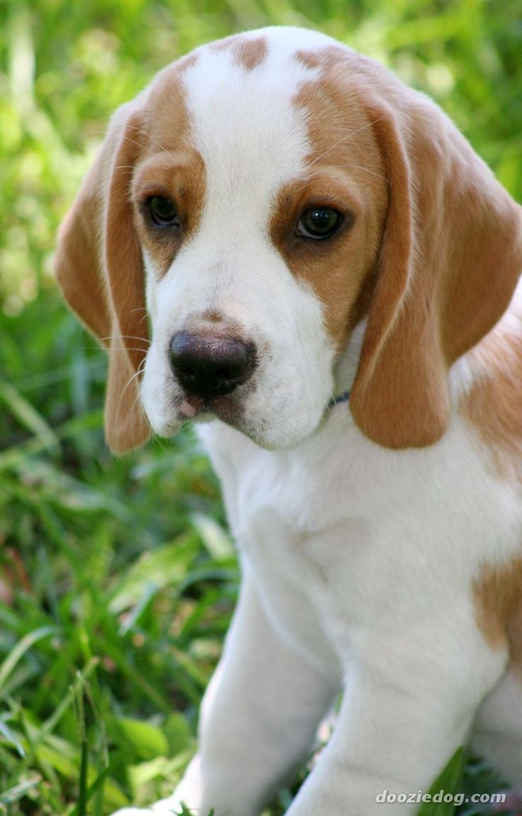 puppy lemon 44 best lemon beagles images on beagle puppy beagle and beagles puppy lemon 44 best lemon beagles images on beagle puppy beagle and beagles