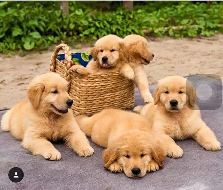 Learn Even More Relevant Information On Golden Retrievers Have