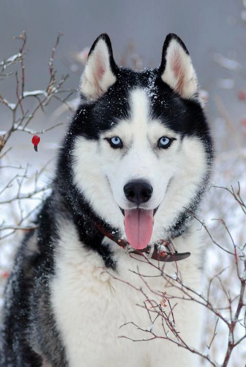 Things We Admire About The Athletic Siberian Huskies Pup