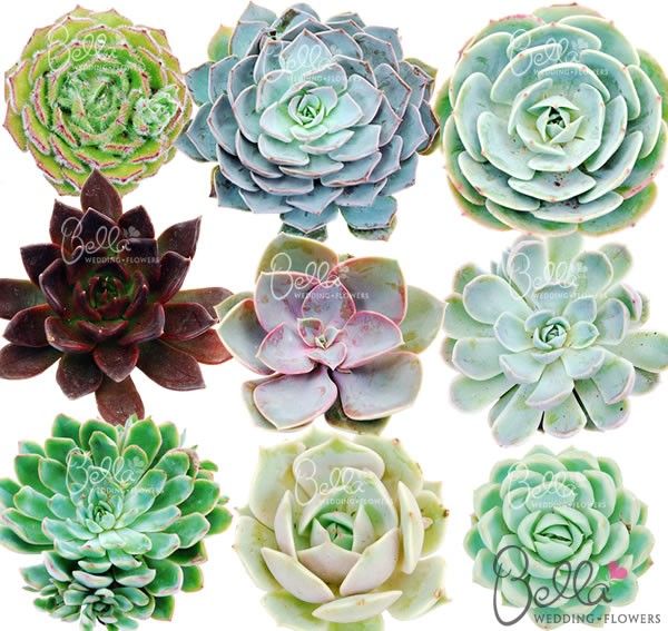 14 best succulent flower images on pinterest succulents succulent plants and wedding bouquets 14 best succulent flower images on pinterest succulents succulent plants and wedding bouquets