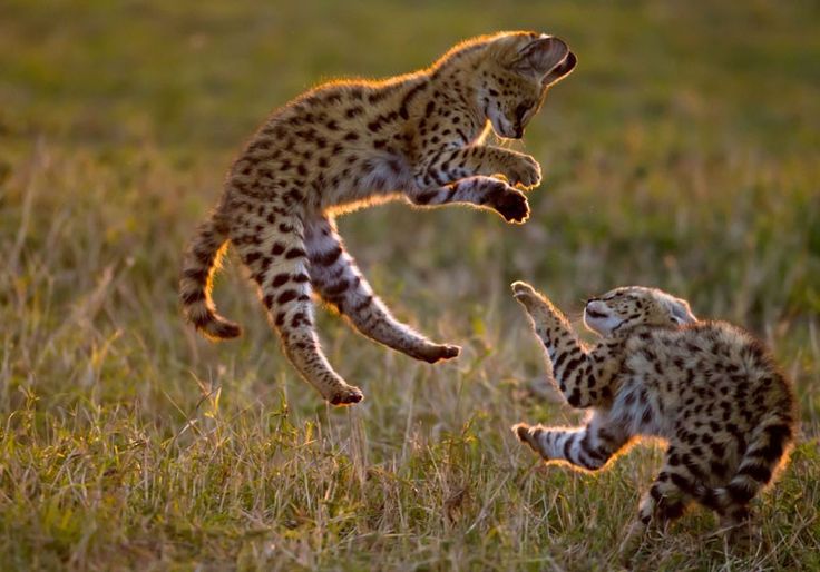 serval cat pet uk