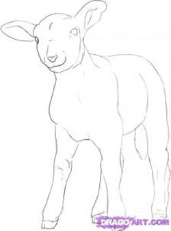 how to draw sheep lambs drawing tutorials drawing