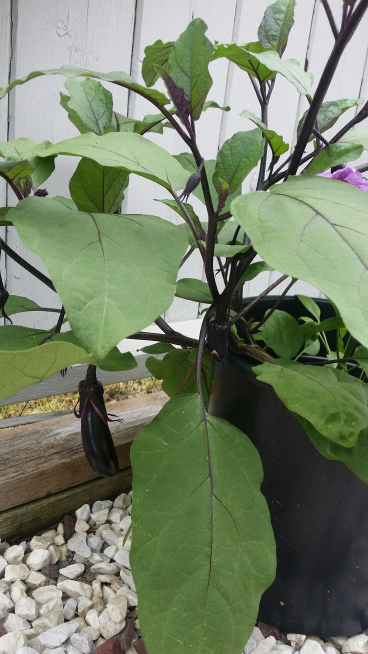 When to pick ichiban eggplant