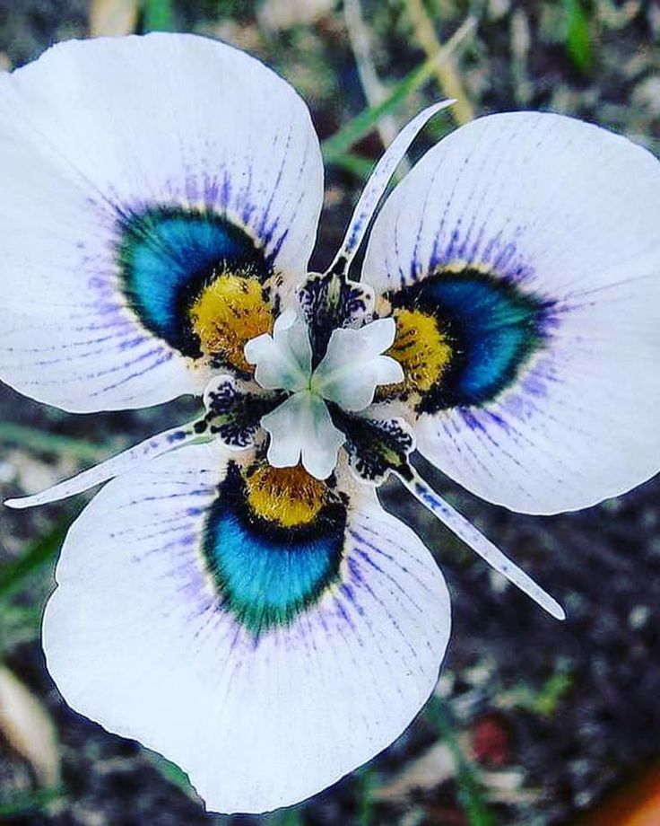 Flower Growing In Hemkund Valley Uttarakhand India Unusual Flowers flower-growing-in-hemkund-valley-uttarakhand-india-unusual-flowers