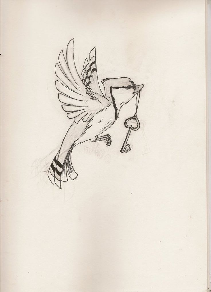 This Is The Tattoo Design That I Want To Go On My Right Side Blue Jay Tattoo Blue Jay Bird Outline Tattoo This Is The Tattoo Design That I Want To Go On My Right Side Blue Jay Tattoo Blue Jay Bird Outline Tattoo