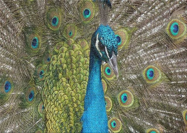 East Urban Home Male Peacock 1 Brown Area Rug In 2021 Male Peacock Peacock Bird East Urban Home Male Peacock 1 Brown Area Rug In 2021 Male Peacock Peacock Bird