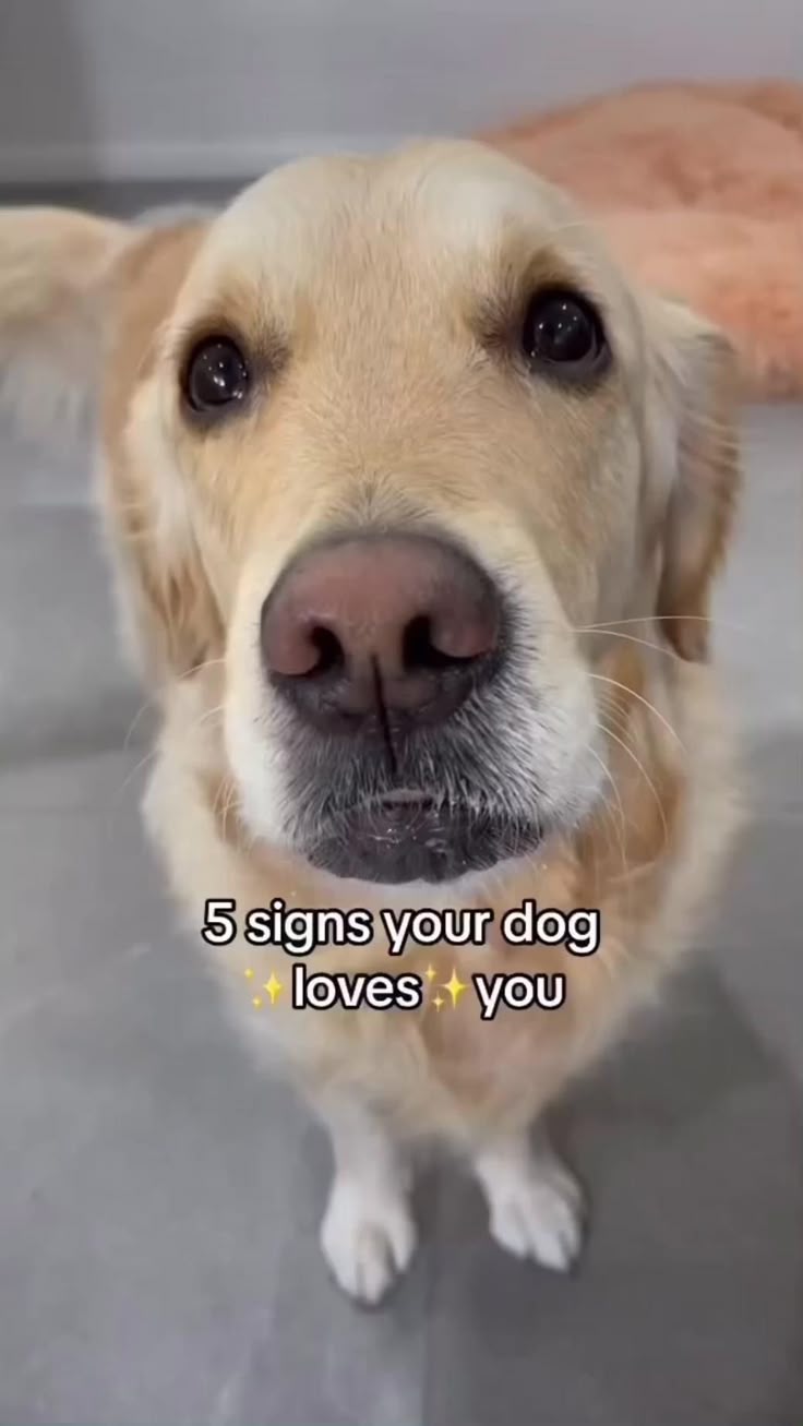 A DOG Is The Only Thing On Earth That LOVES You More Than They Love A DOG Is The Only Thing On Earth That LOVES You More Than They Love