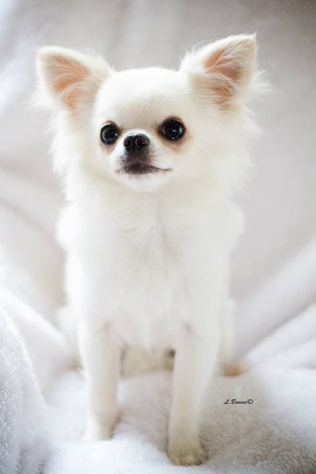 white chihuahua puppies best 25 white chihuahua ideas on chihuahua puppies chihuahuas and baby white chihuahua puppies best 25 white chihuahua ideas on chihuahua puppies chihuahuas and baby