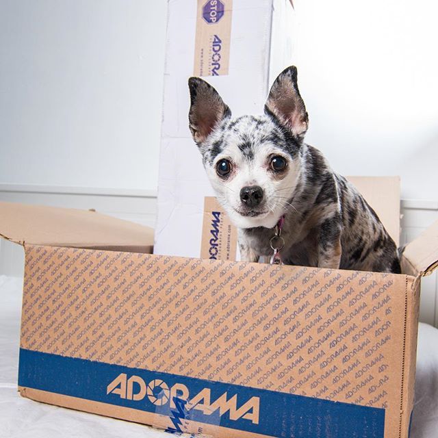 Ok Mom Neither Of These Boxes Are Labeled Petco Or Chewy And Ive