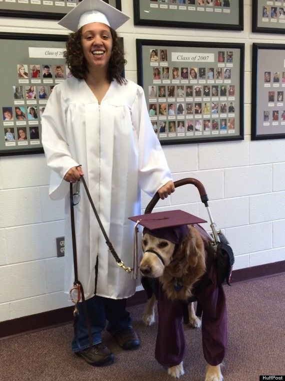 Will A Golden Retriever Service Dog Be Okay In School Will A Golden Retriever Service Dog Be Okay In School