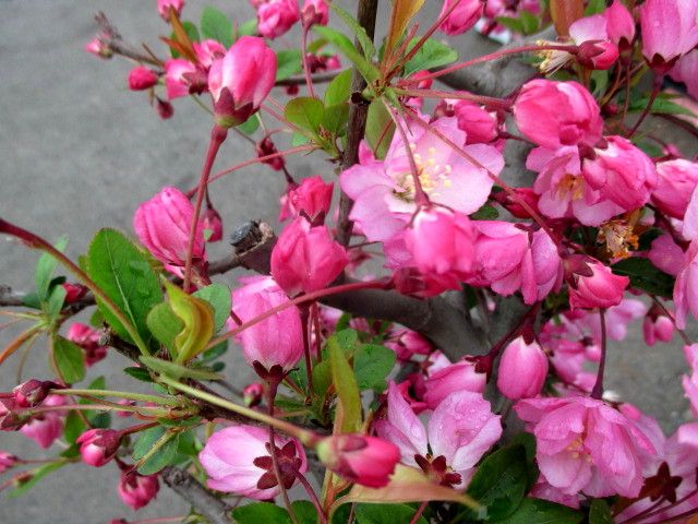 楽天市場 咲き終わり ハナカイドウ カイドウ桜 八重咲き6号鉢植え I10 千草園芸 ハナカイドウ 鉢植え 園芸