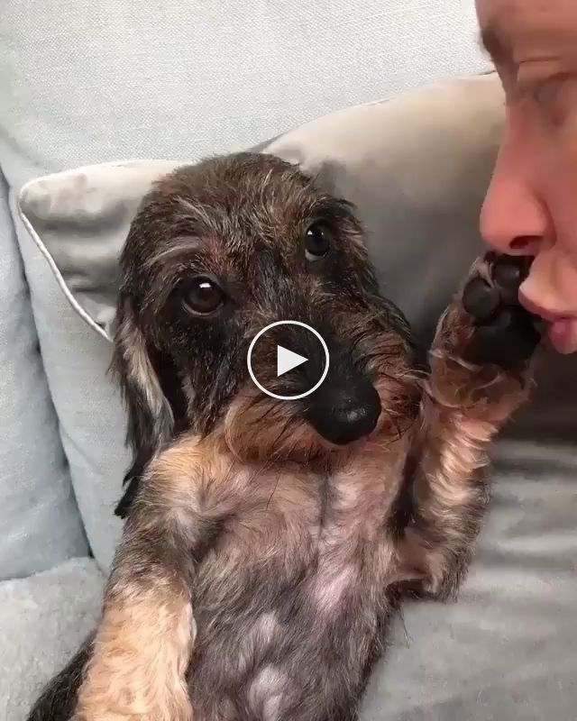 Cute Wirehaired Dachshund Funnyanimals Funnyanimalvideos