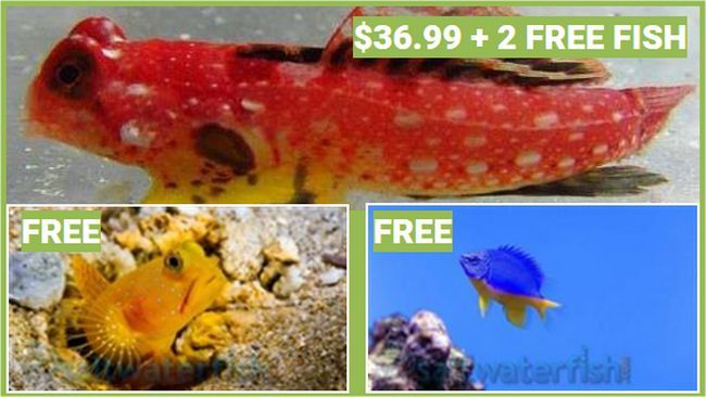ruby red dragonet 36