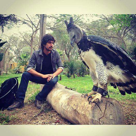 aguila arpia