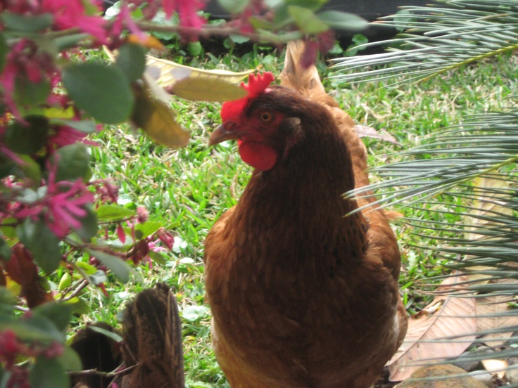 Beautiful Hen Beautiful Garden Animals beautiful-hen-beautiful-garden-animals