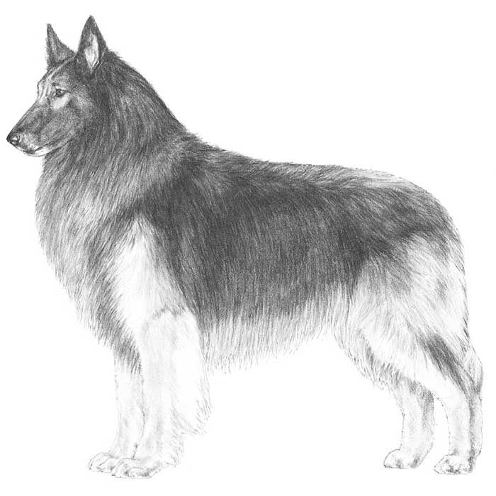 belgian sheepdog club of america national specialty 27 best belgian tervuren images on pinterest the world fans and belgian sheepdog club of america national specialty 27 best belgian tervuren images on pinterest the world fans and