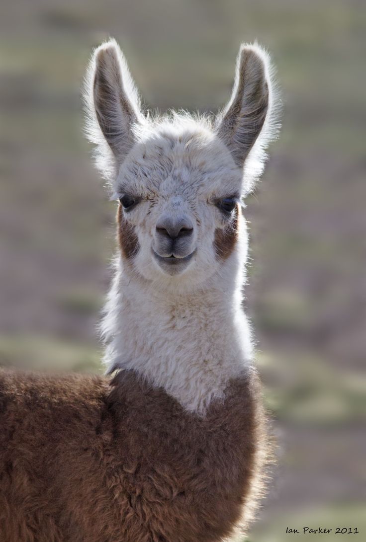 Cute Unique Present Ideas And Gifts For Alpaca Lovers Llama
