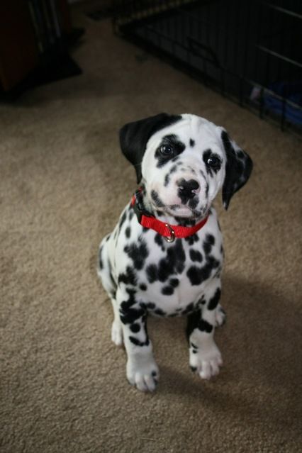 dalmatian puppy names best 10 dalmatian dogs ideas on dalmatians dalmatian breed and dalmatian dalmatian puppy names best 10 dalmatian dogs ideas on dalmatians dalmatian breed and dalmatian