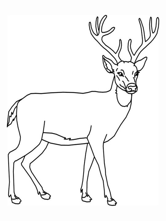 Hibernation Coloring Pages Deers Animal Hibernation Coloring Pages Deers Animal Page 2 Pinterest Thanksgiving And Deer