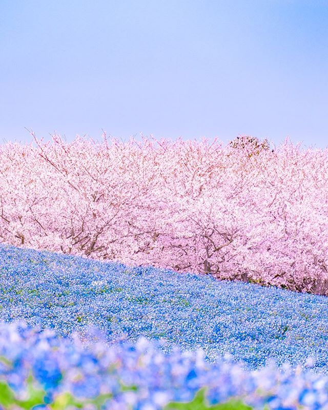 Cherry Blossoms And Nemophila Fukuoka Japan By Puraten10 桜 Cherryblossom Nemophila 海の中道海浜公園 Seaside Park Gorgeous View Hitachi Seaside Park Cherry Blossoms And Nemophila Fukuoka Japan By Puraten10 桜 Cherryblossom Nemophila 海の中道海浜公園 Seaside Park Gorgeous View Hitachi Seaside Park