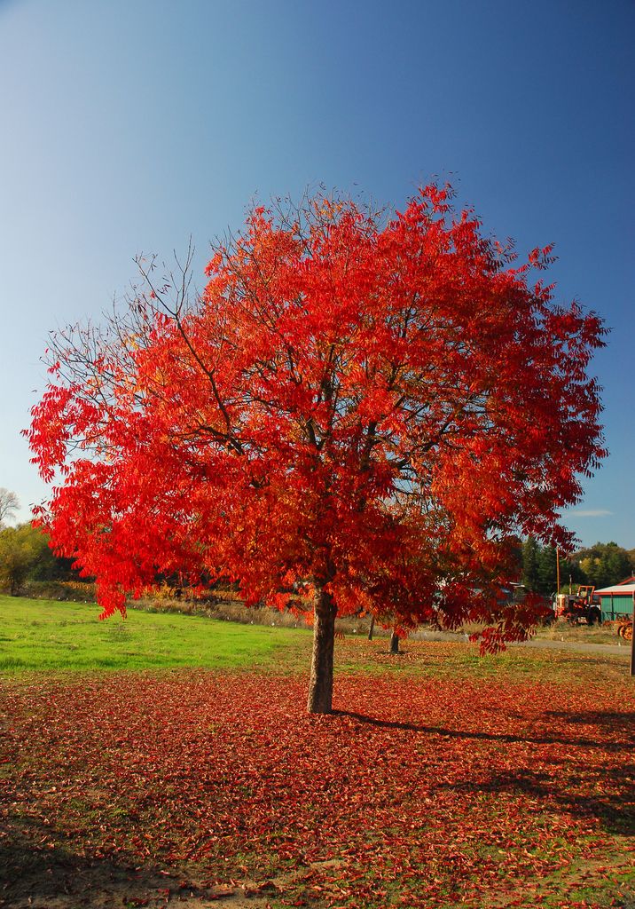 Mature chinese pistache tree