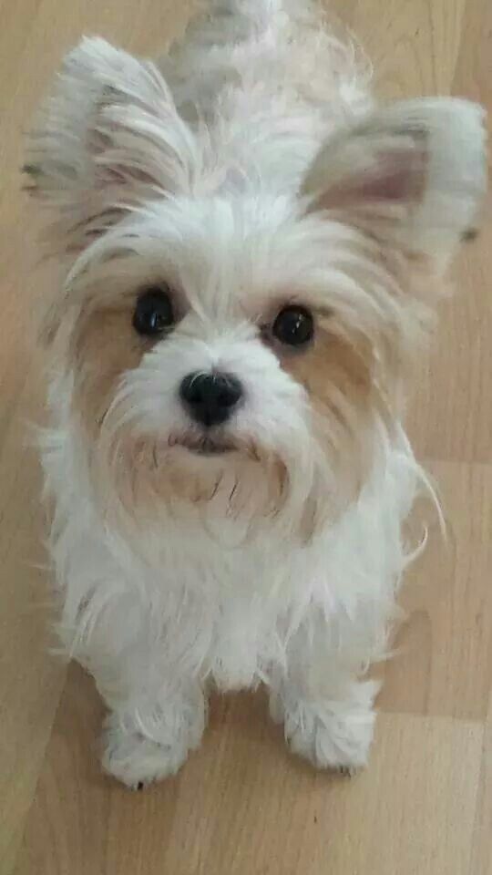 white yorkie satin parti snowy white joey terrier parti color yorkies white yorkie satin parti snowy white joey terrier parti color yorkies