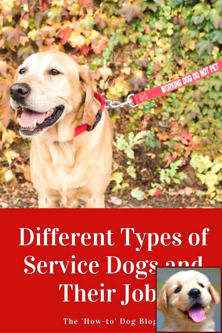House Training A Puppy Uk And Clicker Training Dogs To Stay