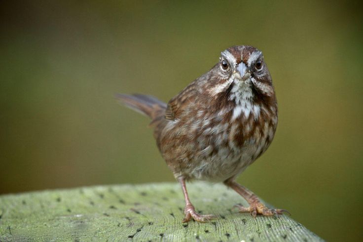 Birdist Rule #23: Identify Your First Song Sparrow | Song sparrow