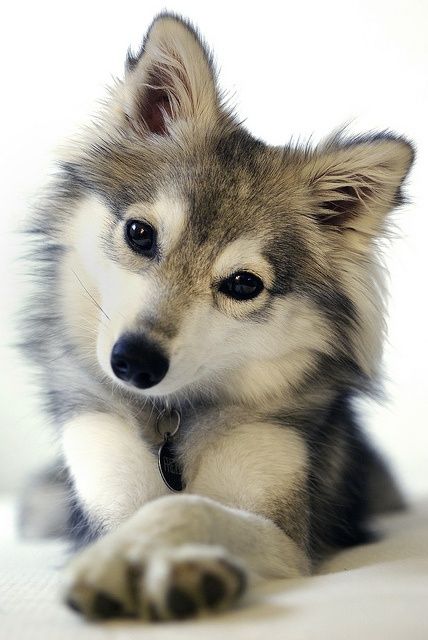 freyja pet stuff cute