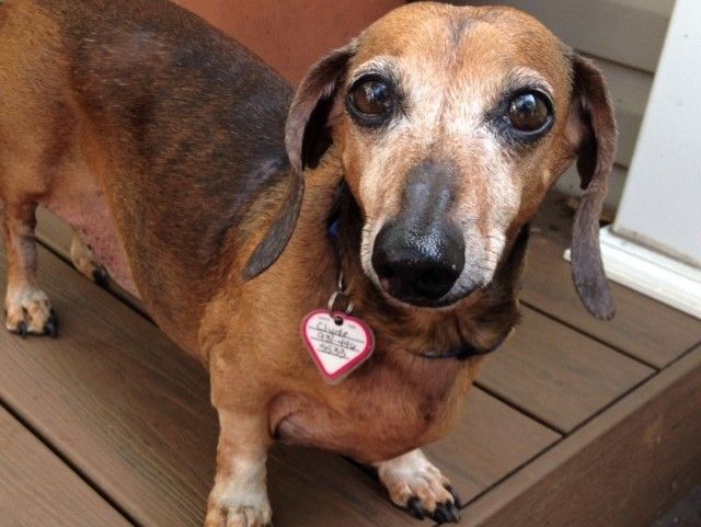 All American Dachshund Rescue Website Dachshund Rescue