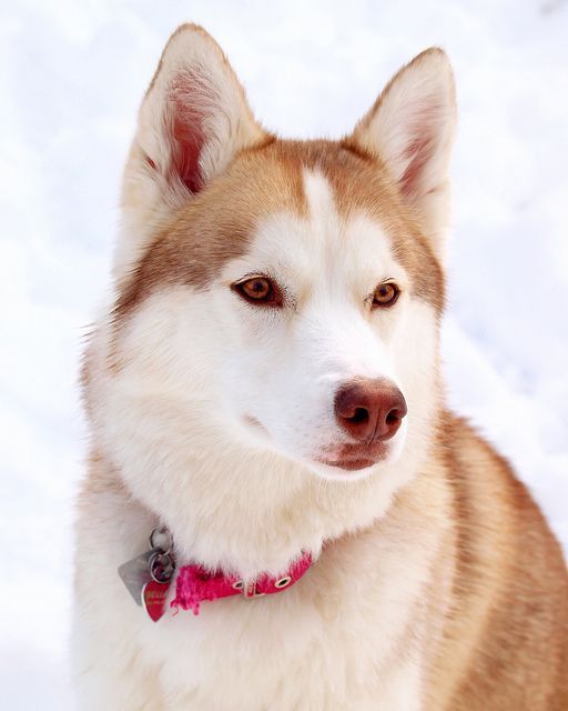 Resultado De Imagen Para Tatuajes De Husky Siberianos Sibirya Kurdu Evcil Hayvanlar Kopek Turleri