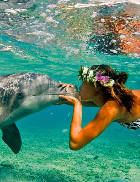 The resorts for animal lovers. – #The # for #Animal friends #Holiday place – ceonlinemarketing The resorts for animal lovers. – #The # for #Animal friends #Holiday place – ceonlinemarketing