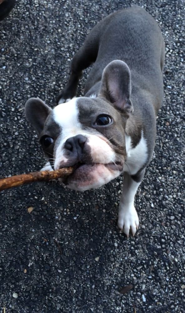 A Frenchton French Bulldog And Boston Terrier Mix And 100